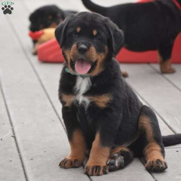 Atlas, Bernese Mountain Dog Mix Puppy